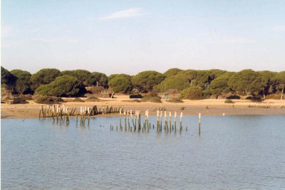 Doñana
